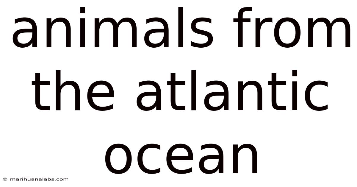 Animals From The Atlantic Ocean