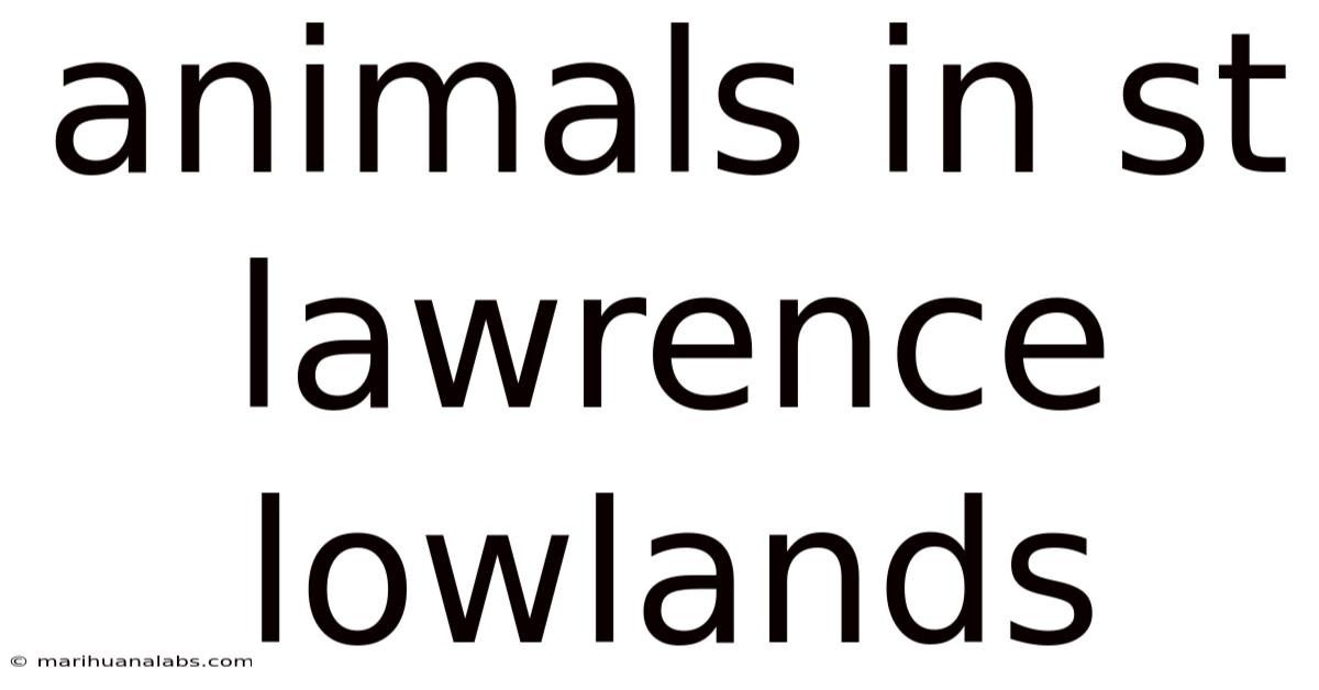 Animals In St Lawrence Lowlands