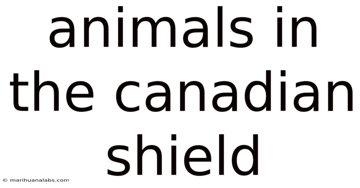 Animals In The Canadian Shield
