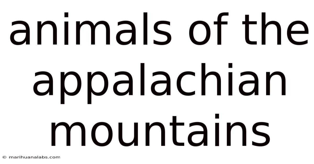 Animals Of The Appalachian Mountains