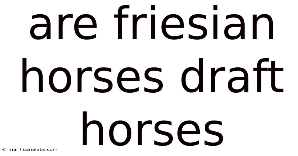 Are Friesian Horses Draft Horses