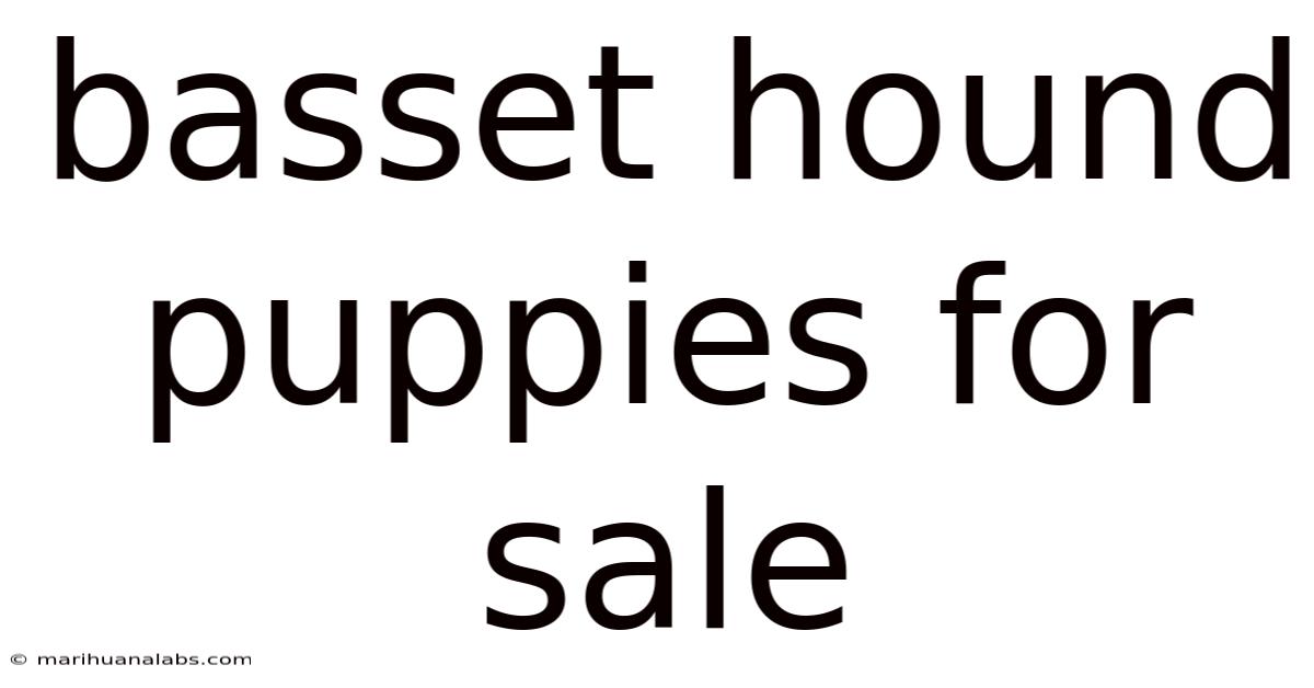 Basset Hound Puppies For Sale