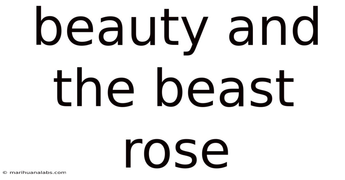 Beauty And The Beast Rose