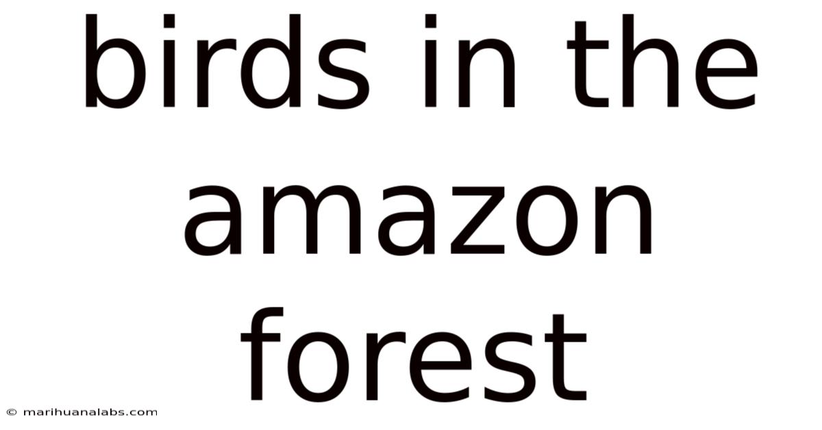 Birds In The Amazon Forest