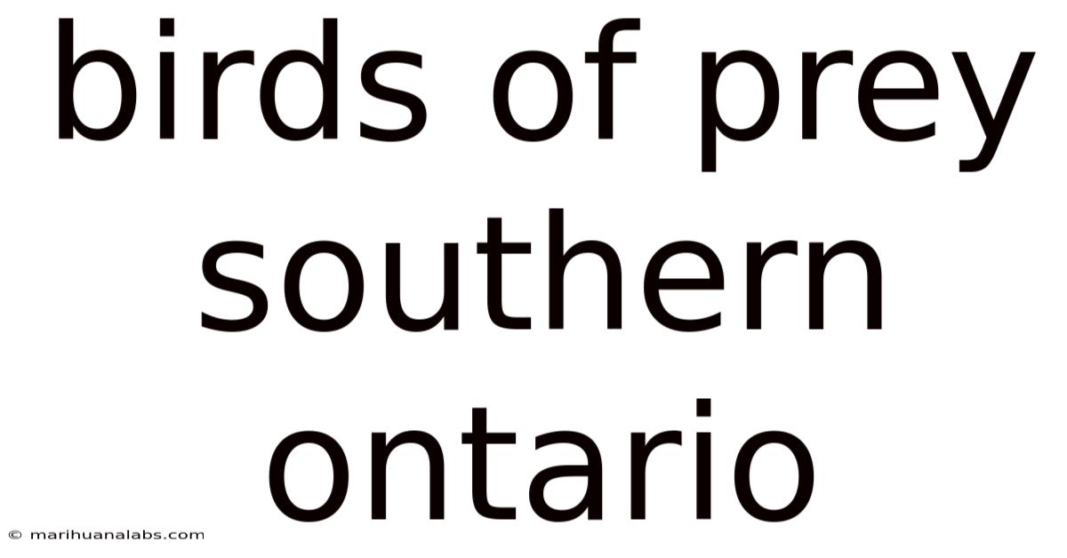 Birds Of Prey Southern Ontario