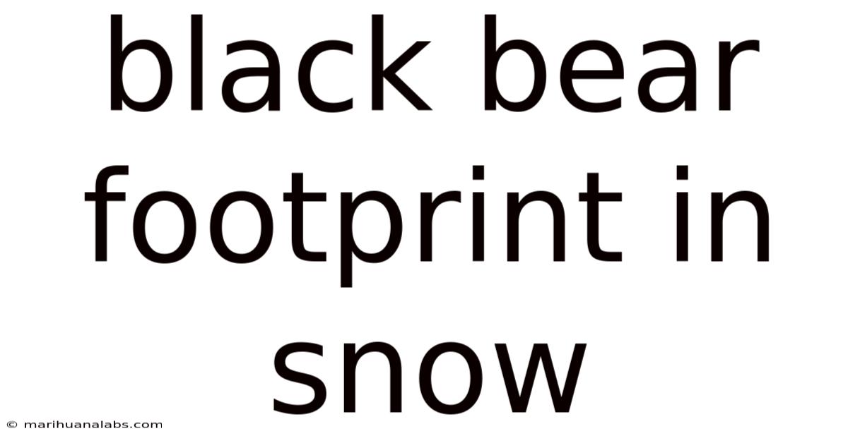 Black Bear Footprint In Snow