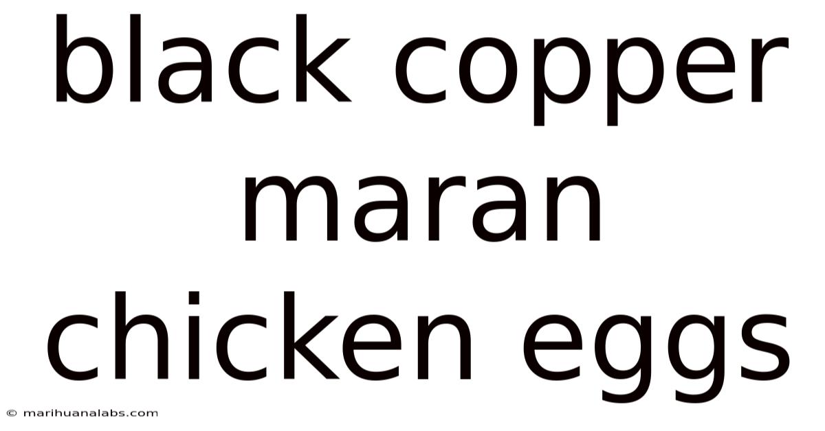 Black Copper Maran Chicken Eggs