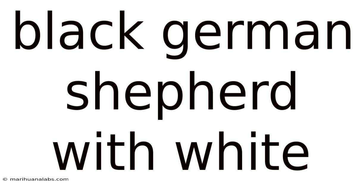 Black German Shepherd With White