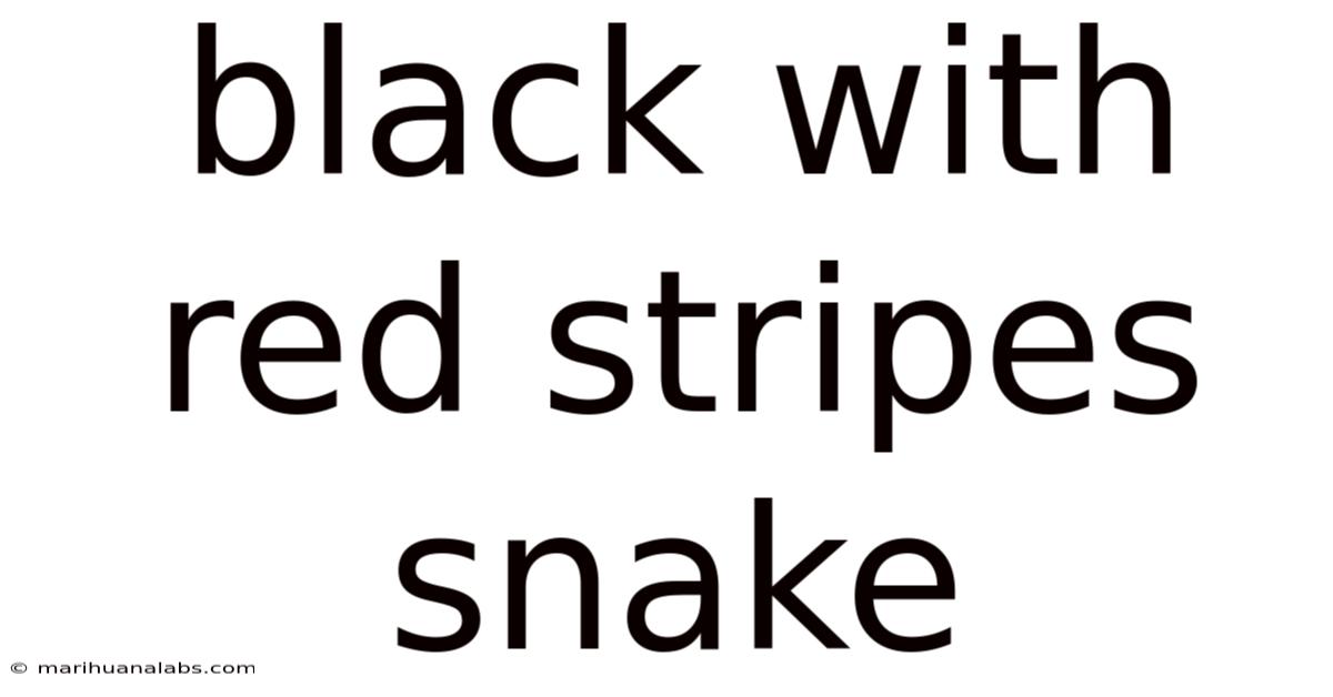Black With Red Stripes Snake