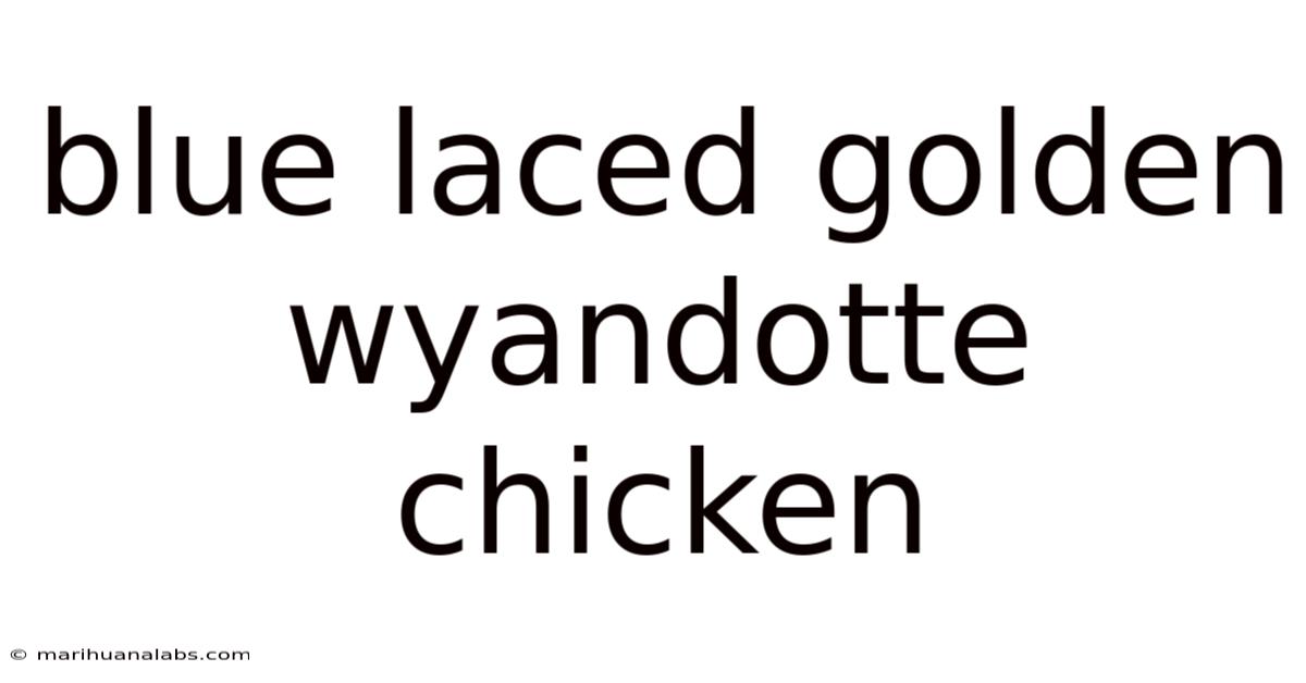 Blue Laced Golden Wyandotte Chicken
