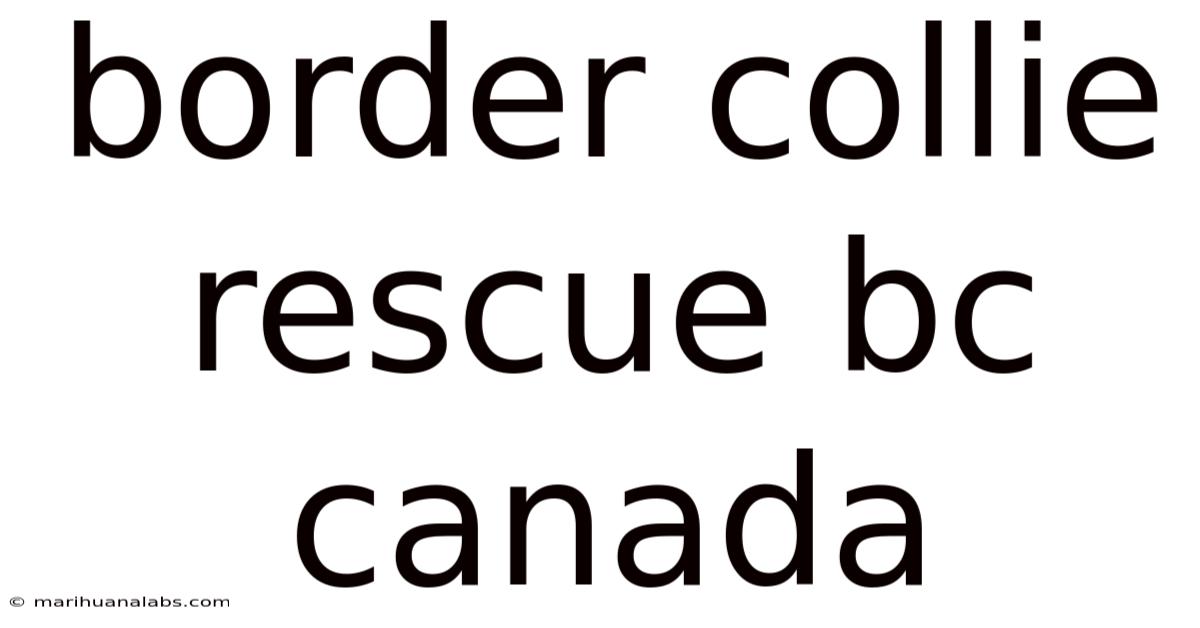Border Collie Rescue Bc Canada