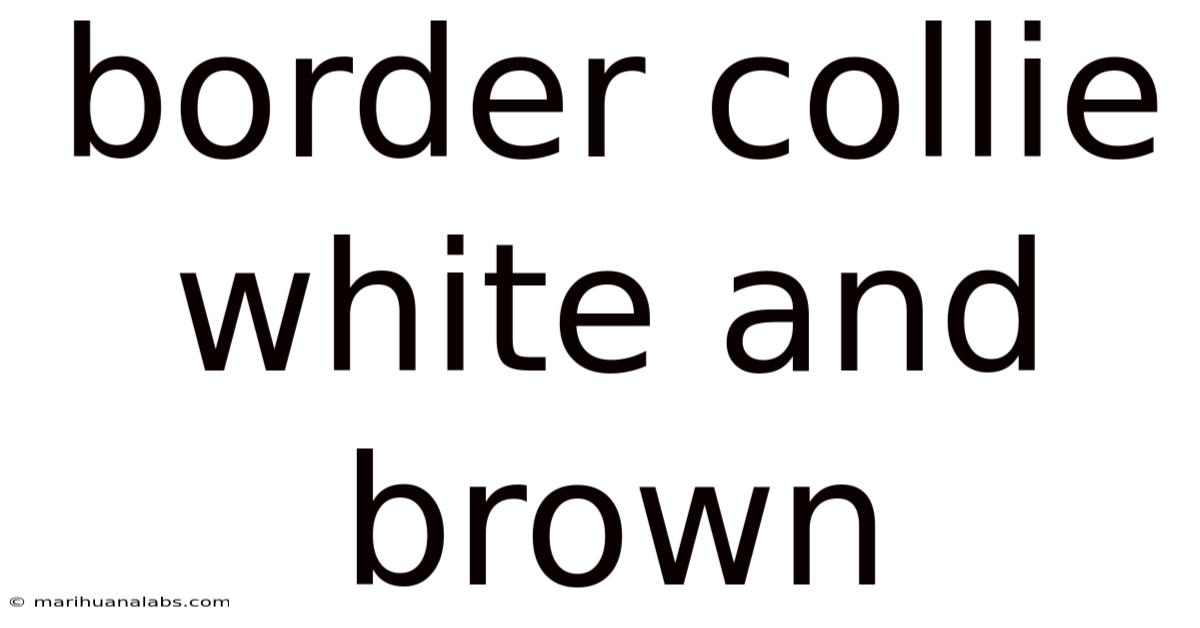Border Collie White And Brown