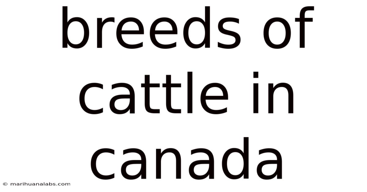Breeds Of Cattle In Canada