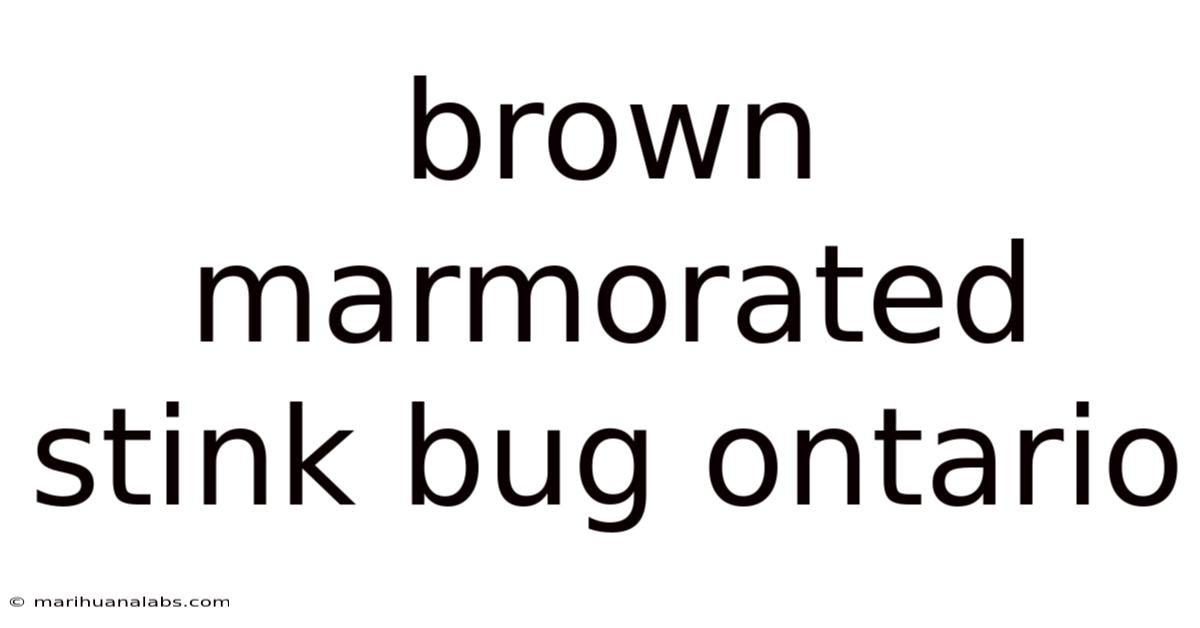 Brown Marmorated Stink Bug Ontario