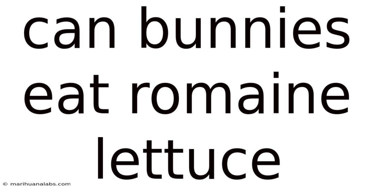 Can Bunnies Eat Romaine Lettuce