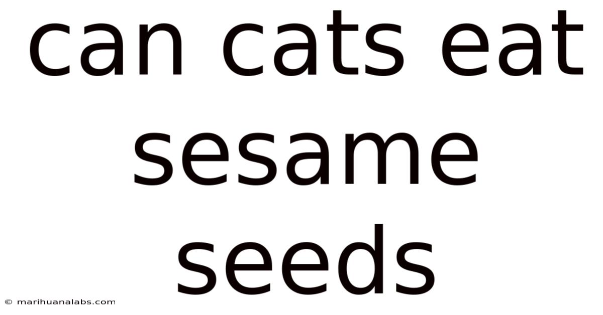 Can Cats Eat Sesame Seeds