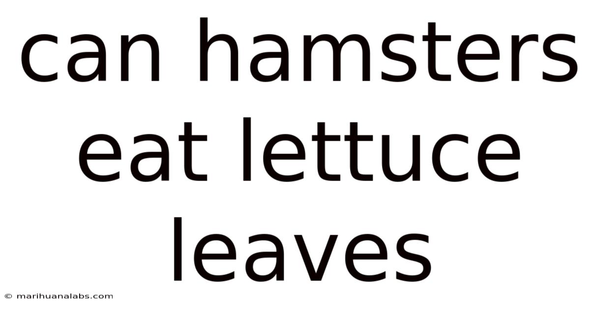 Can Hamsters Eat Lettuce Leaves