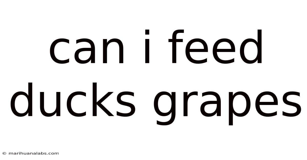 Can I Feed Ducks Grapes