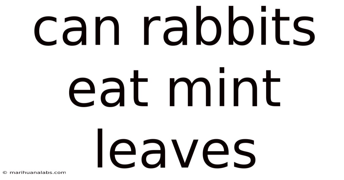 Can Rabbits Eat Mint Leaves