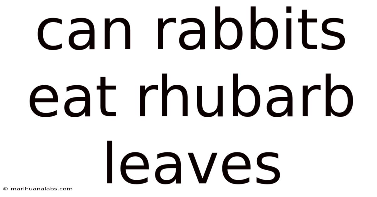 Can Rabbits Eat Rhubarb Leaves