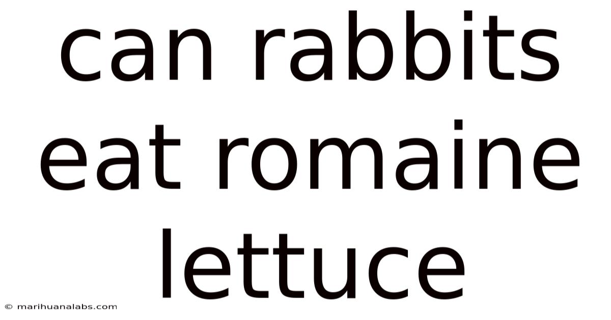 Can Rabbits Eat Romaine Lettuce