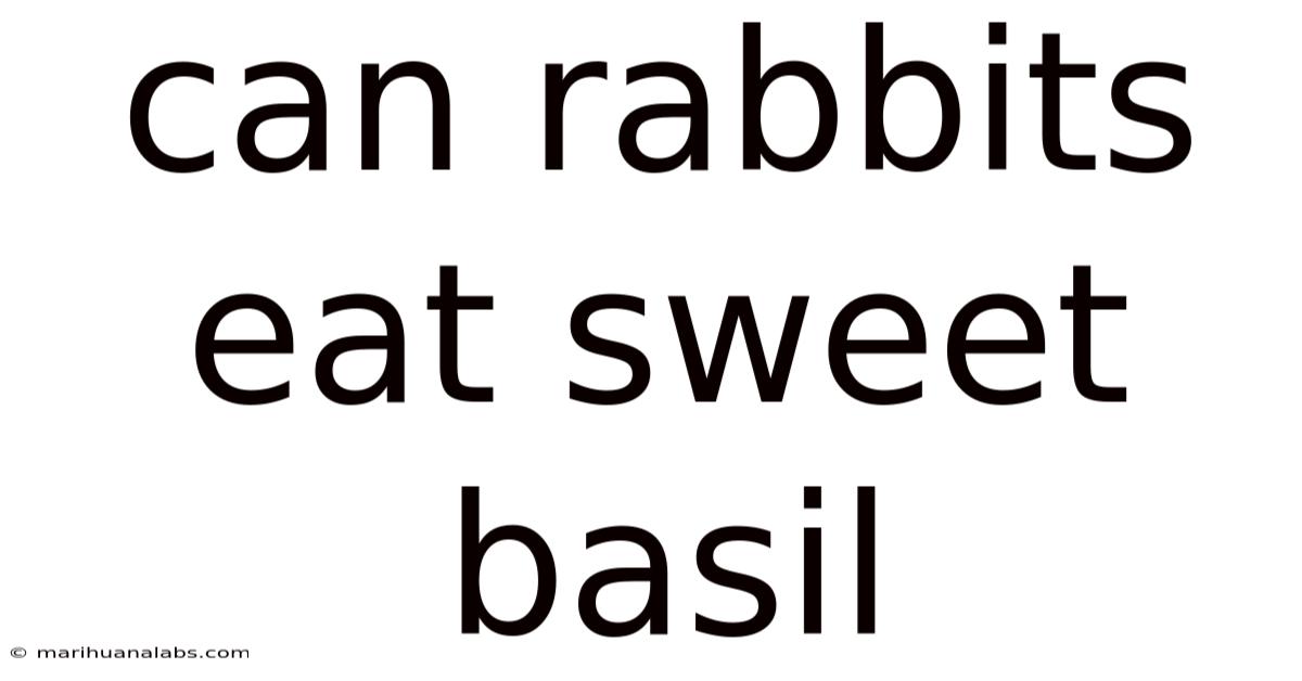 Can Rabbits Eat Sweet Basil