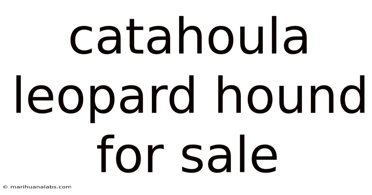 Catahoula Leopard Hound For Sale