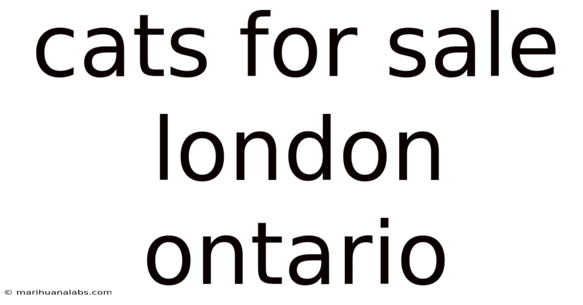 Cats For Sale London Ontario