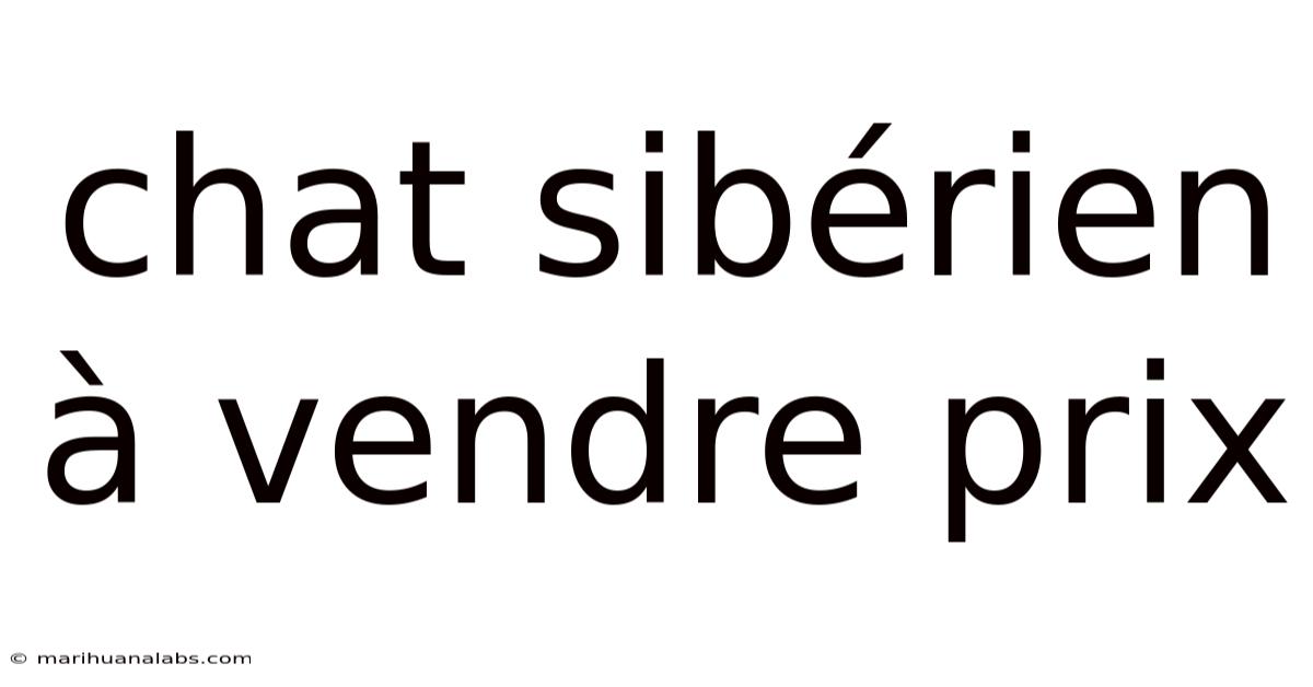 Chat Sibérien À Vendre Prix