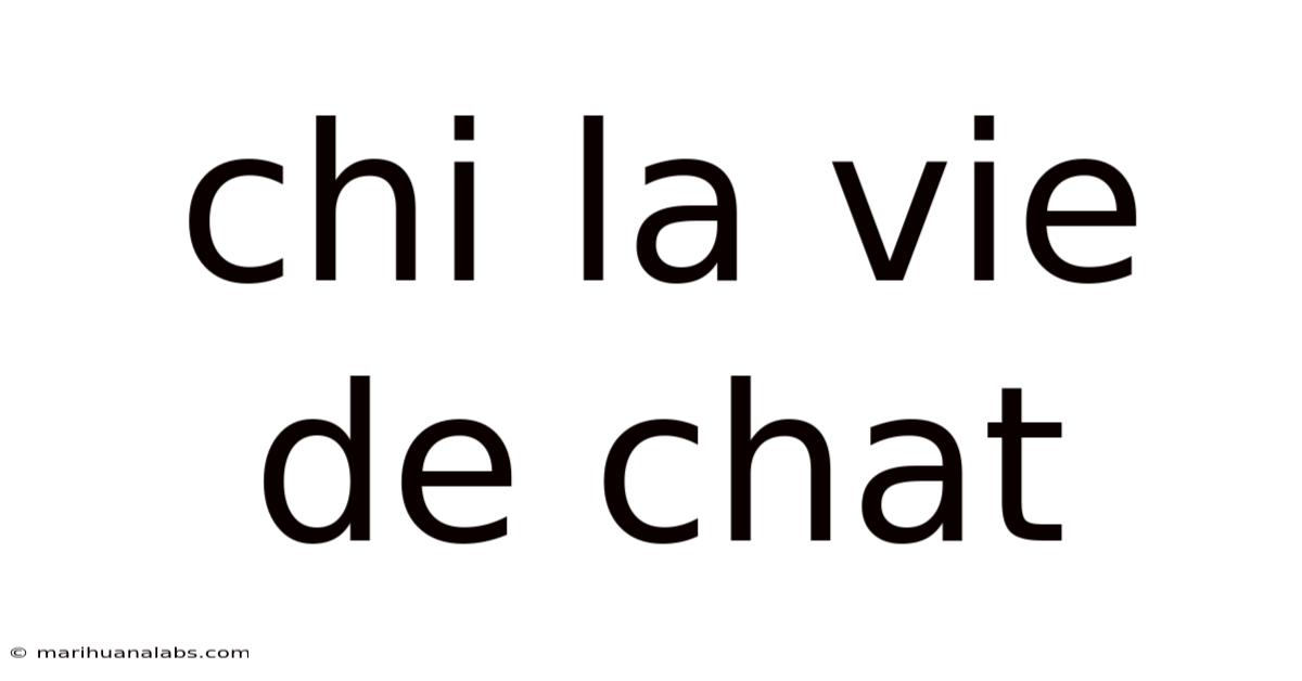 Chi La Vie De Chat
