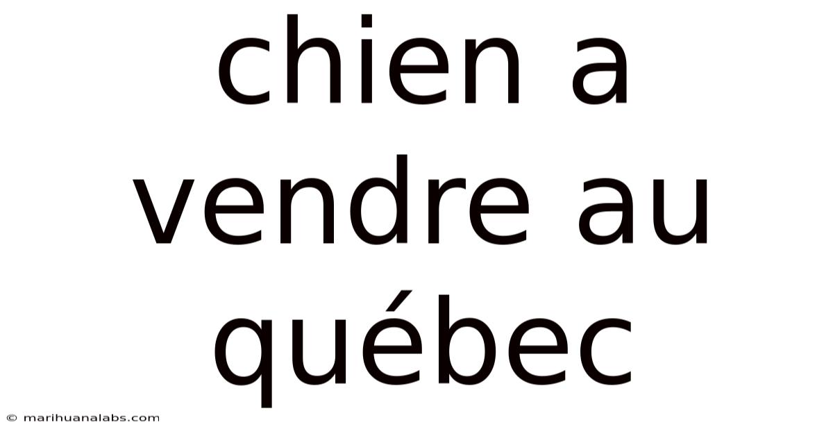 Chien A Vendre Au Québec