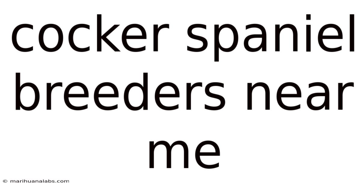 Cocker Spaniel Breeders Near Me