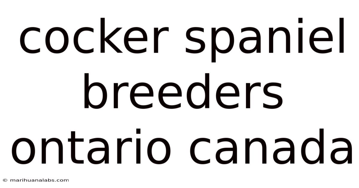 Cocker Spaniel Breeders Ontario Canada