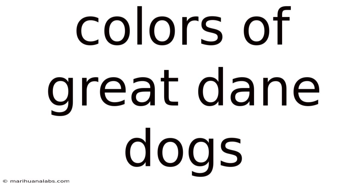 Colors Of Great Dane Dogs