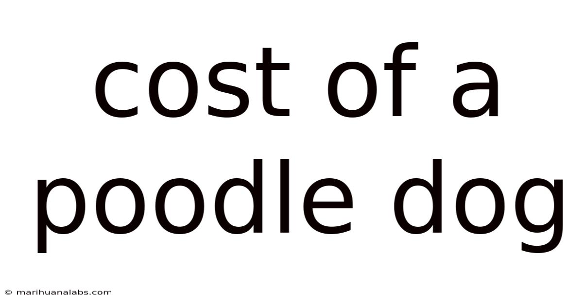 Cost Of A Poodle Dog