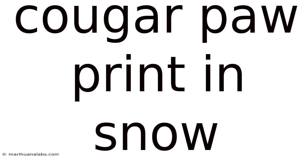Cougar Paw Print In Snow