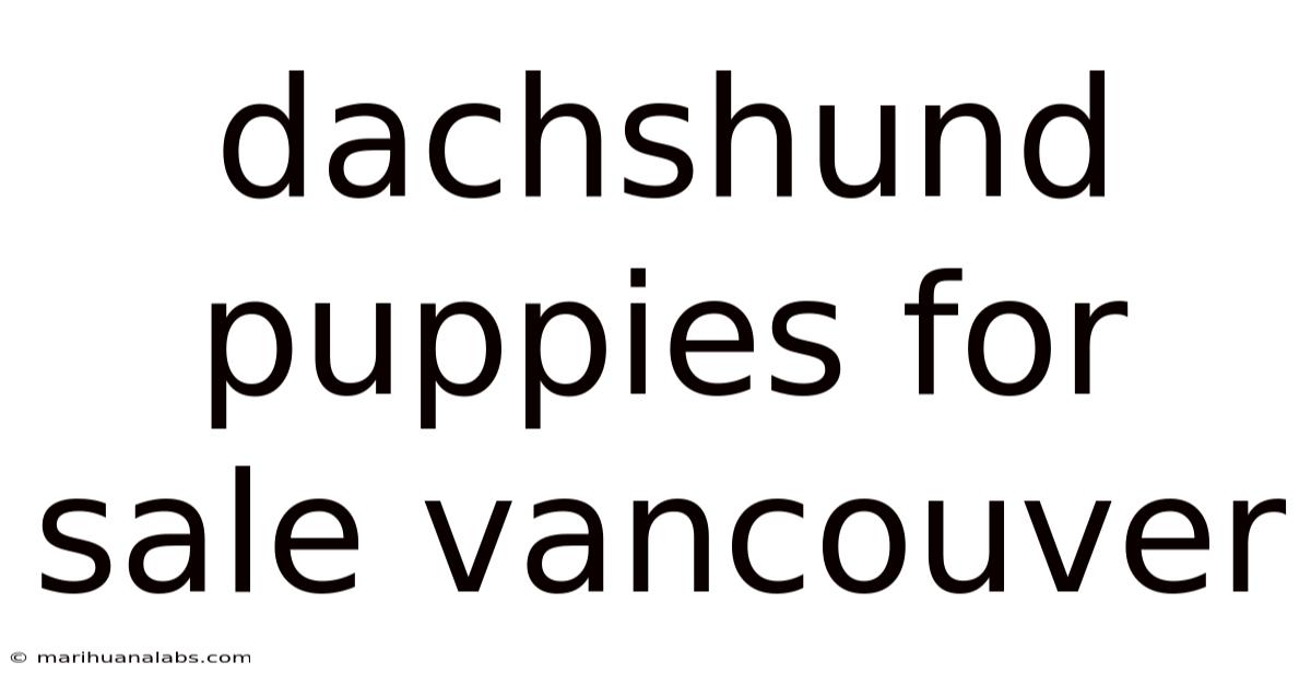 Dachshund Puppies For Sale Vancouver