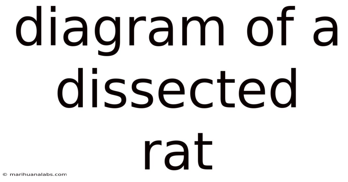 Diagram Of A Dissected Rat