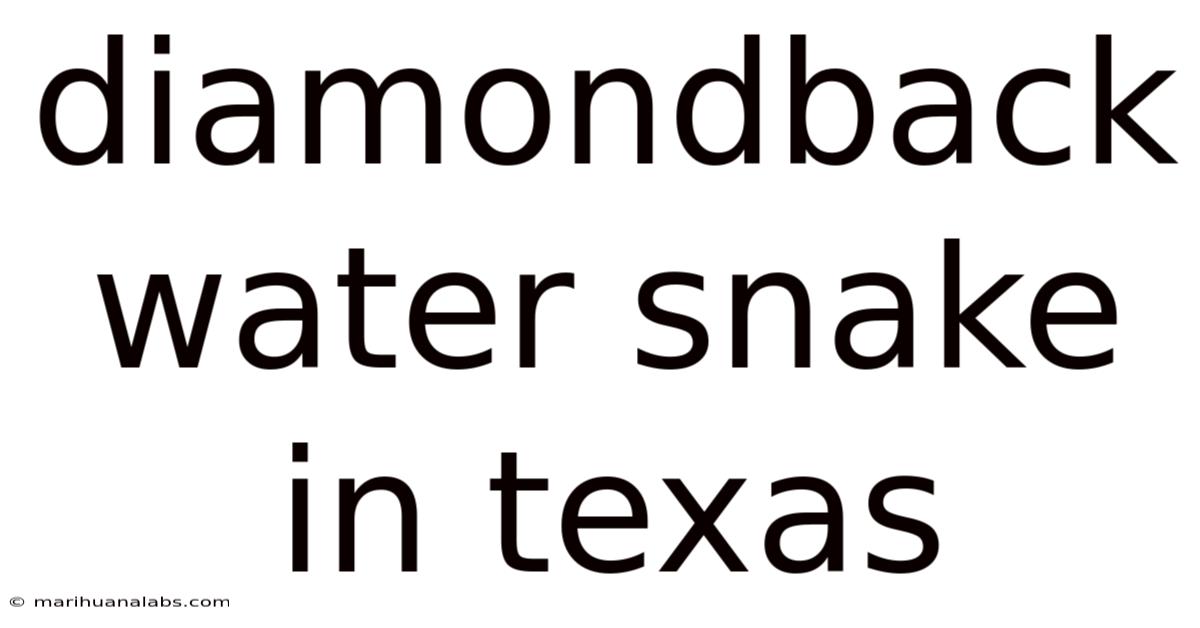 Diamondback Water Snake In Texas