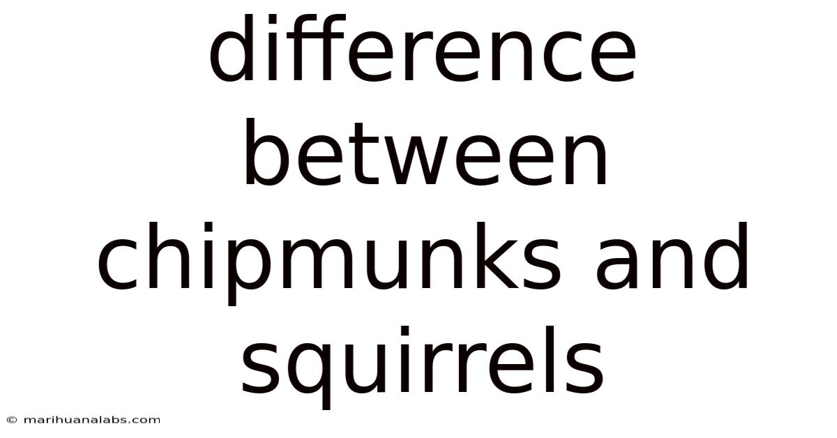 Difference Between Chipmunks And Squirrels
