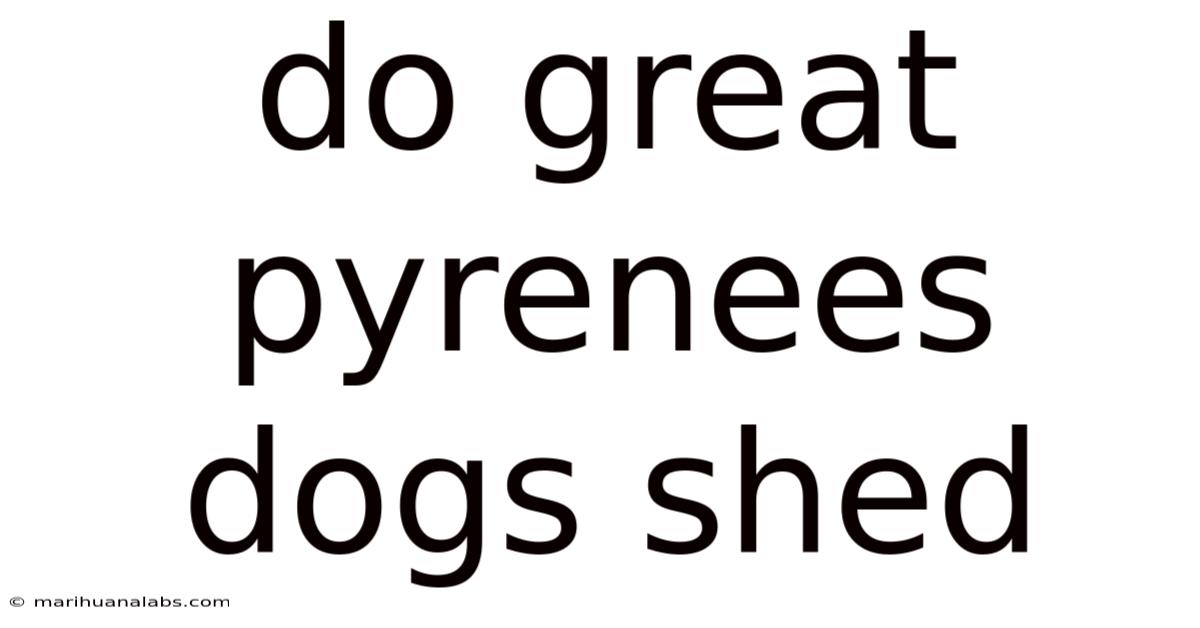 Do Great Pyrenees Dogs Shed