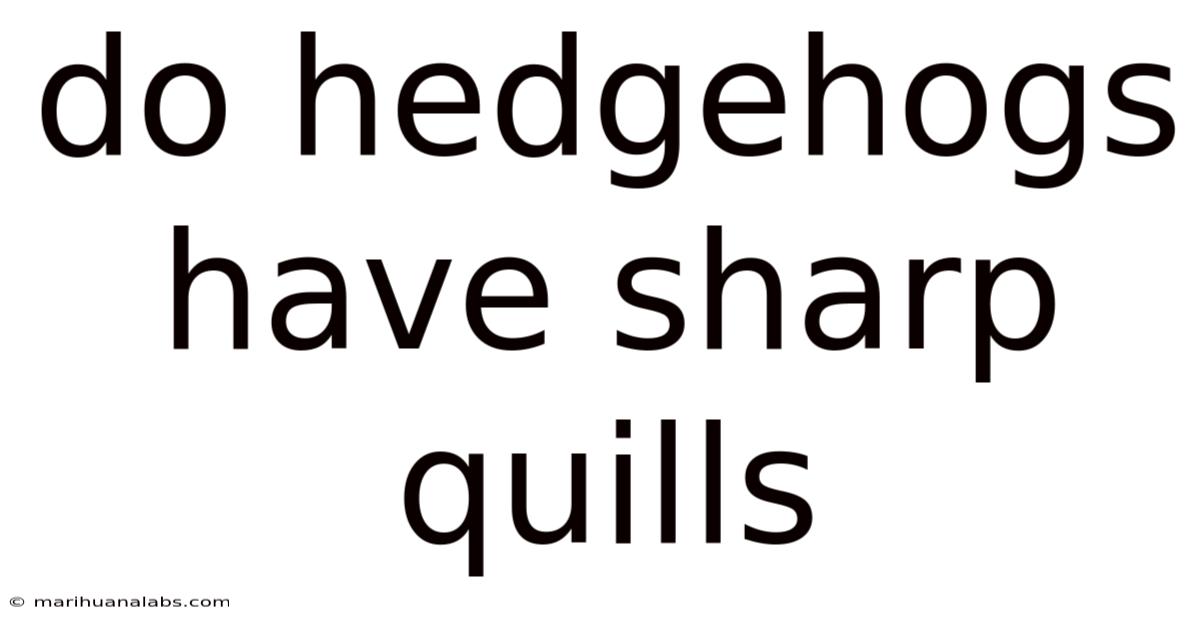 Do Hedgehogs Have Sharp Quills