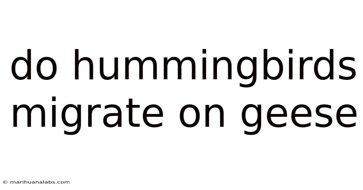 Do Hummingbirds Migrate On Geese
