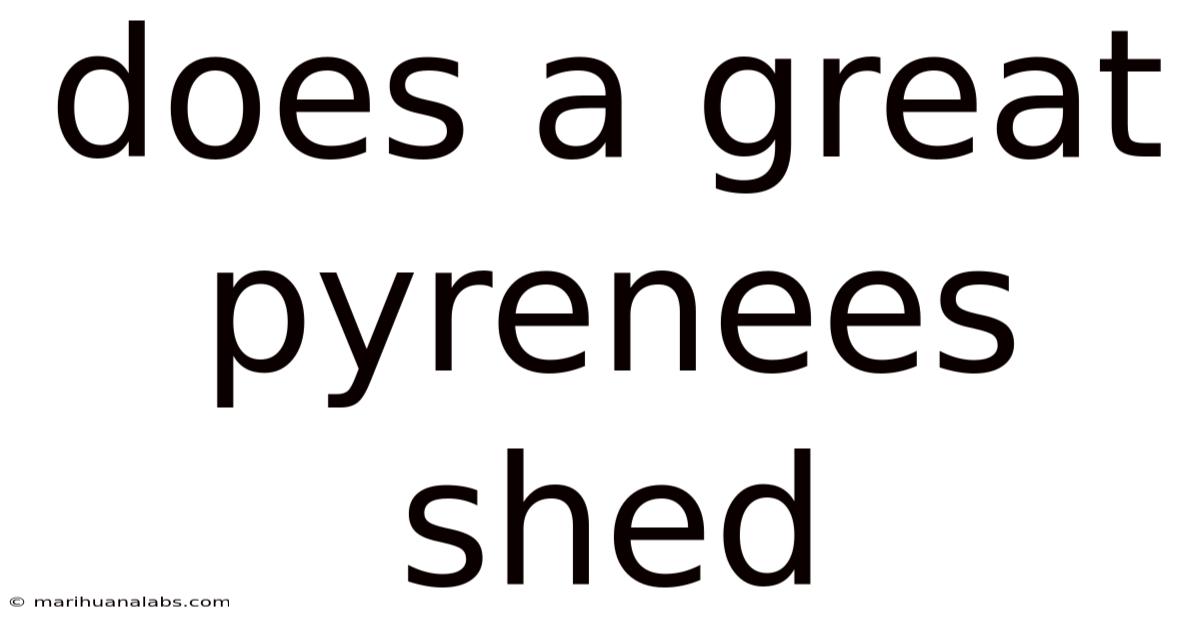 Does A Great Pyrenees Shed