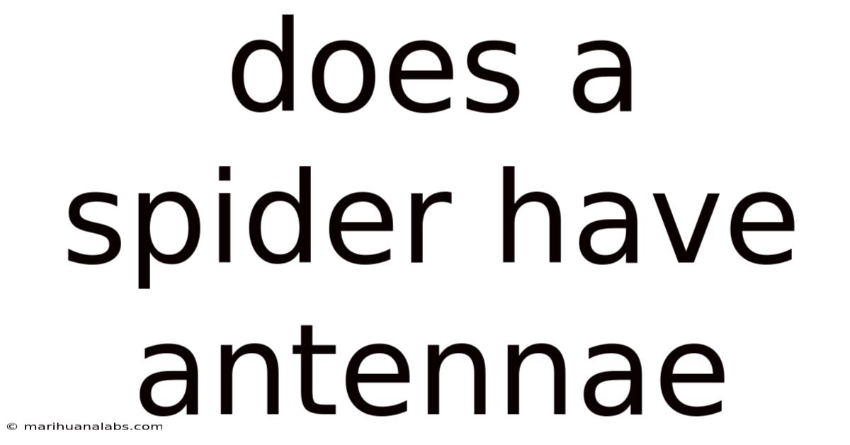 Does A Spider Have Antennae