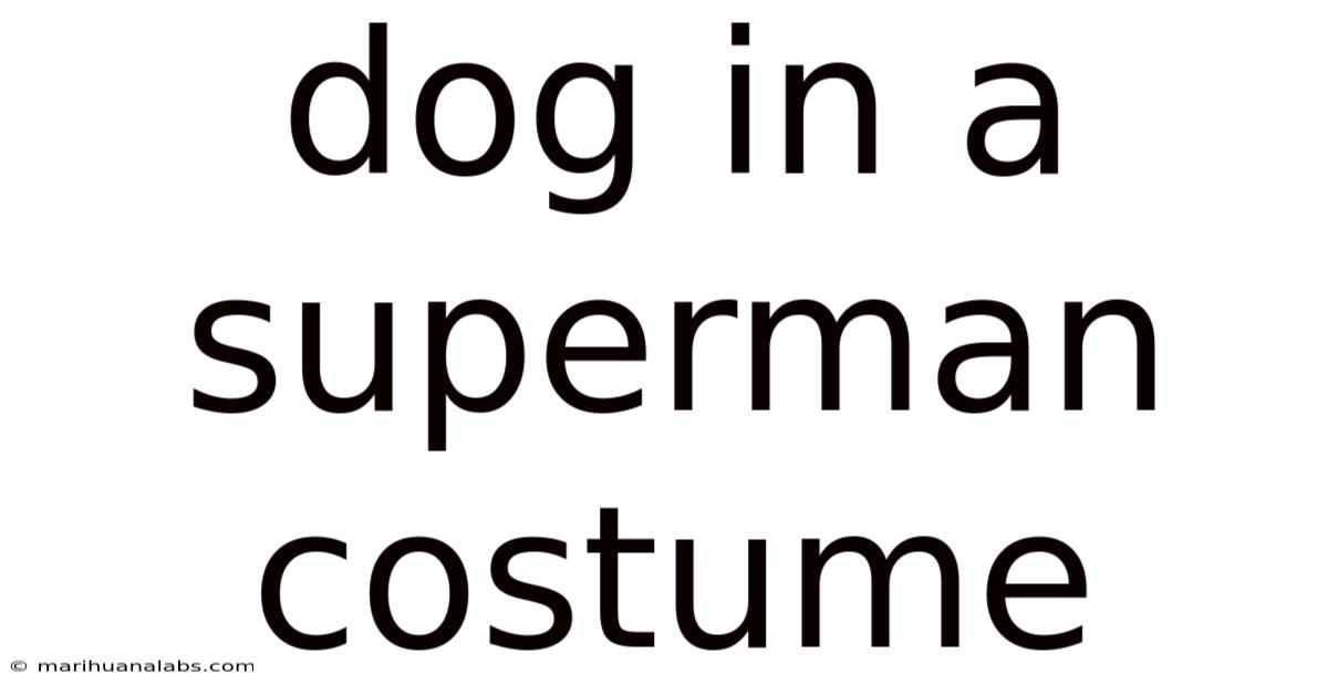 Dog In A Superman Costume