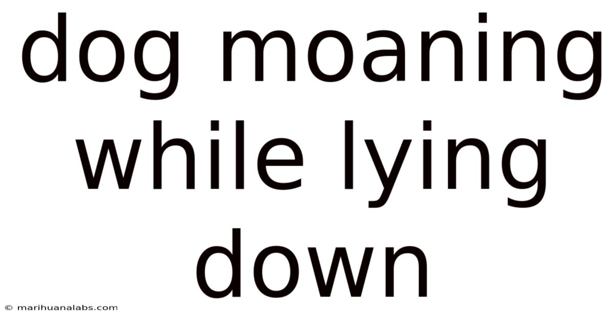 Dog Moaning While Lying Down