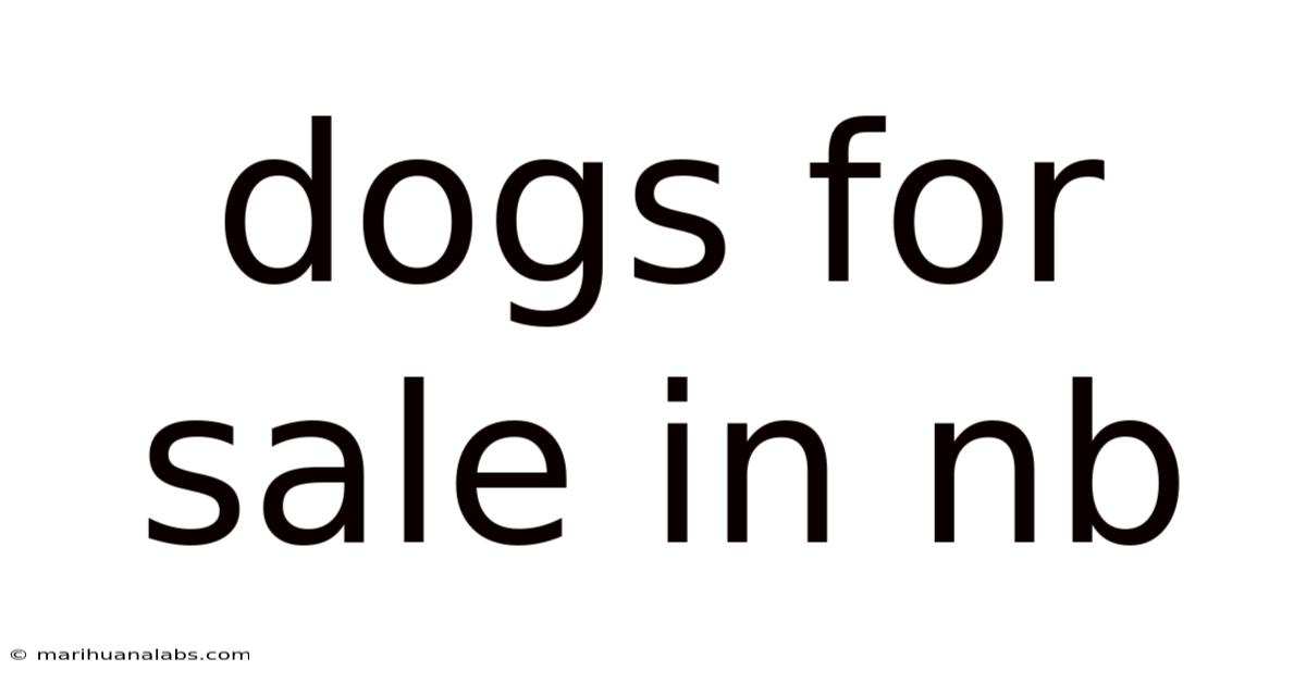 Dogs For Sale In Nb