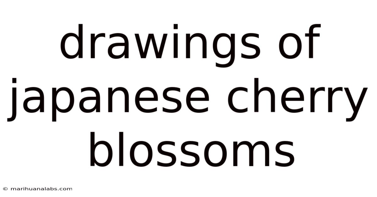 Drawings Of Japanese Cherry Blossoms