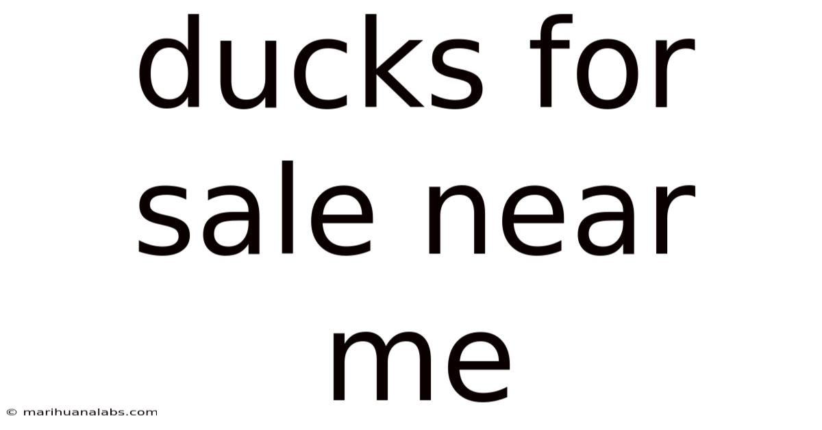 Ducks For Sale Near Me